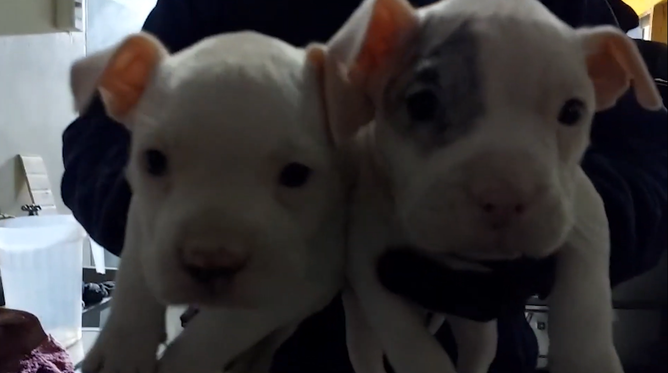 Cachorros rescatados - PDI