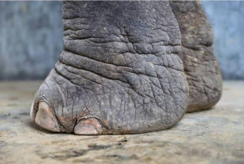 Elefante mató a una mujer en la India y luego apareció en el funeral para atacar su cuerpo