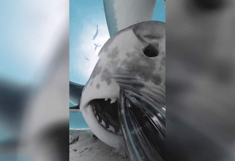 Tiburón se tragó una cámara y video logró captar su interior