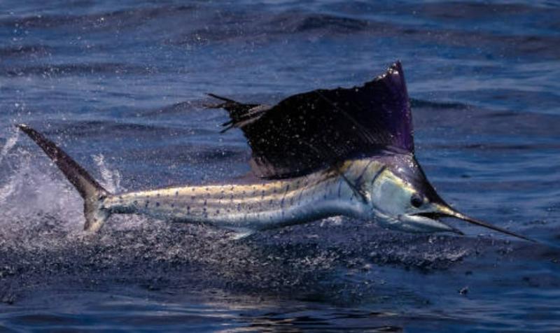Pez vela saltó del agua y apuñaló a una mujer de 73 años