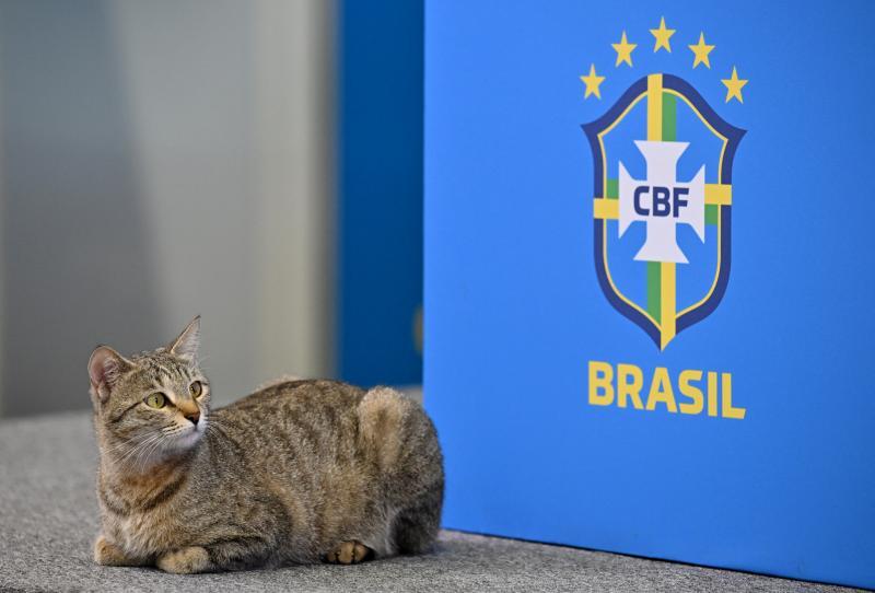 En Brasil no quisieron nada con el gato que apareció en medio de la conferencia de Vinicius Jr en Catar.