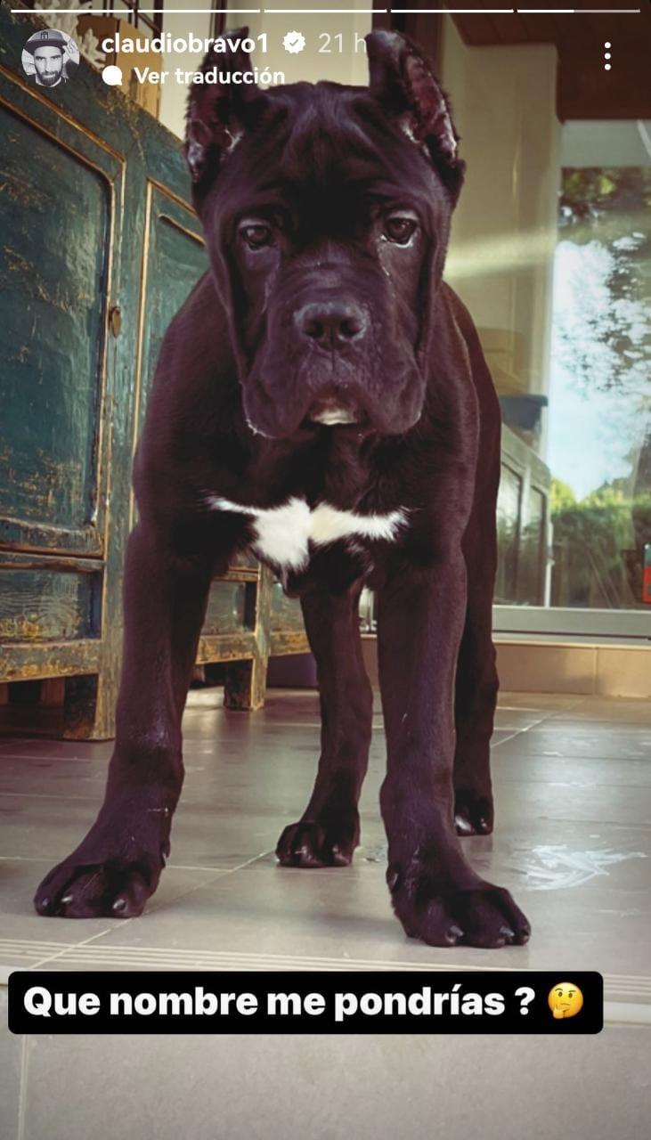 Claudio Bravo presentó a su nueva mascota por redes sociales.