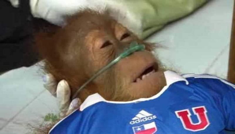 Los fanáticos no tuvieron piedad con el inicio azul.