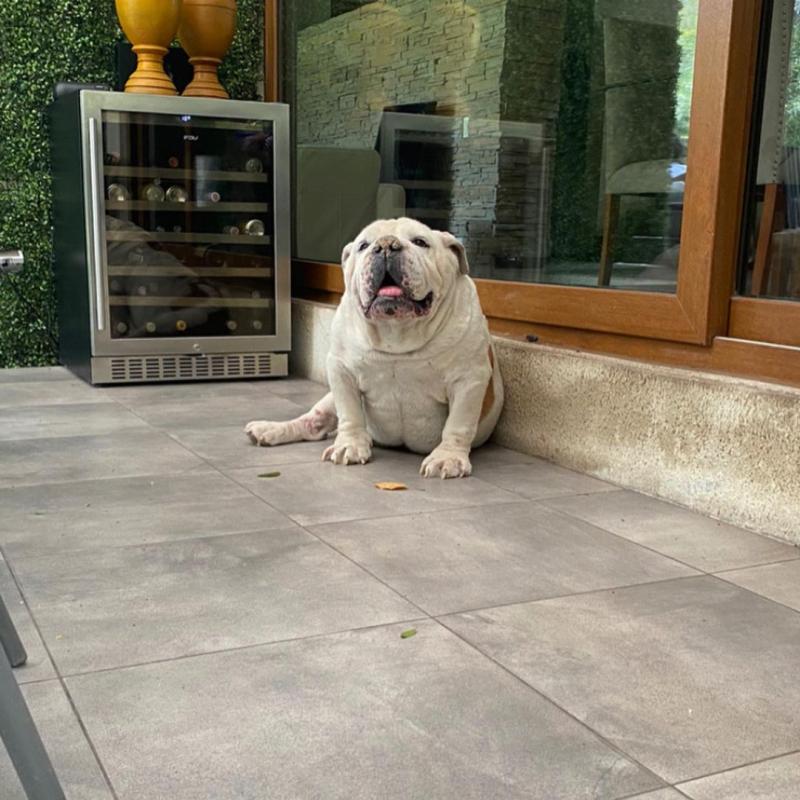 Trini Neira lamentó la muerte de su mascota - Instagram