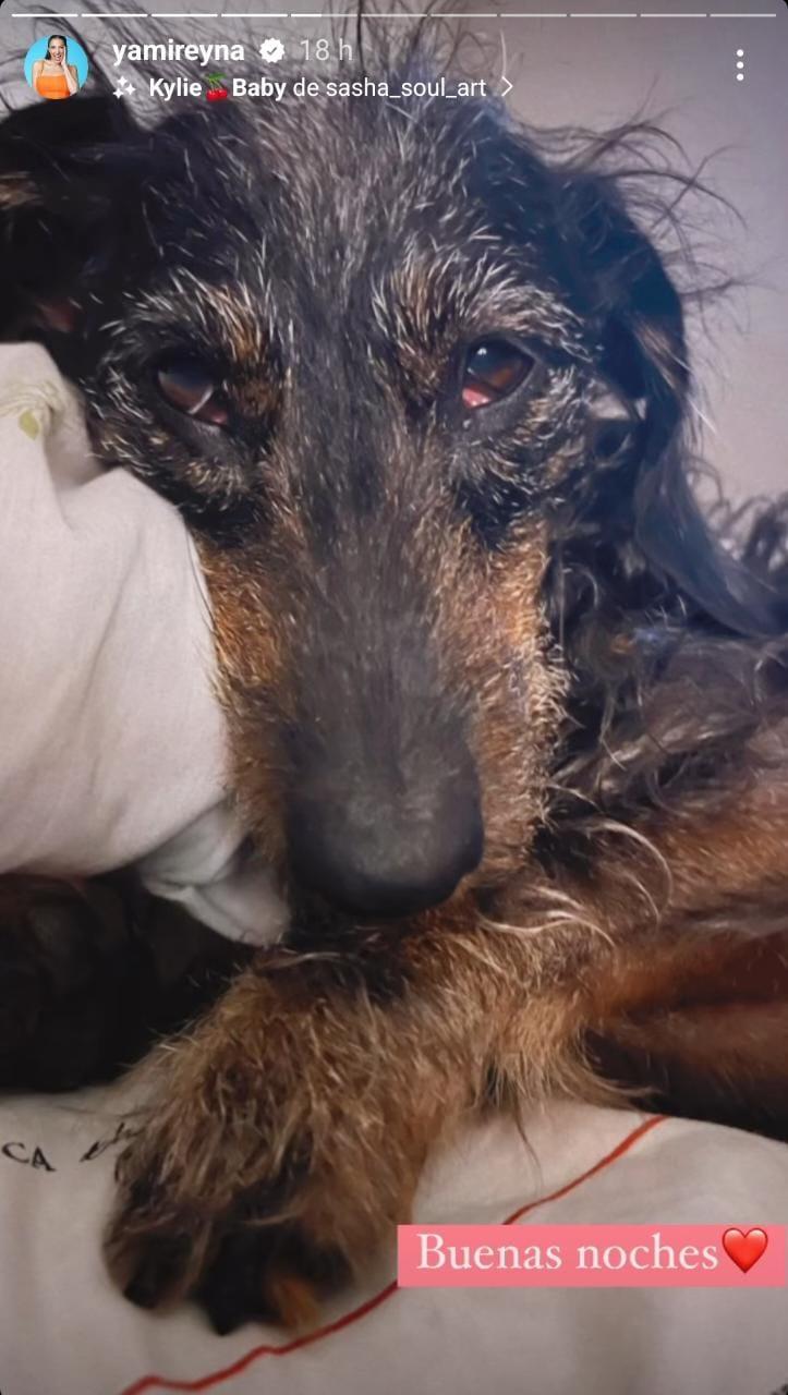 Yamila Reyna dio a conocer a través de Instagram que se reencontró con su perro "Ernesto". / Foto: Instagram