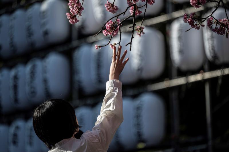 AFP - Cerezos en flor