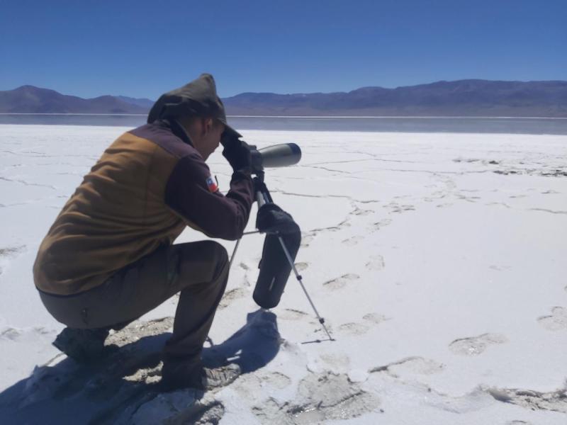 Flickr - Avistamiento de flamencos nacidos en Atacama