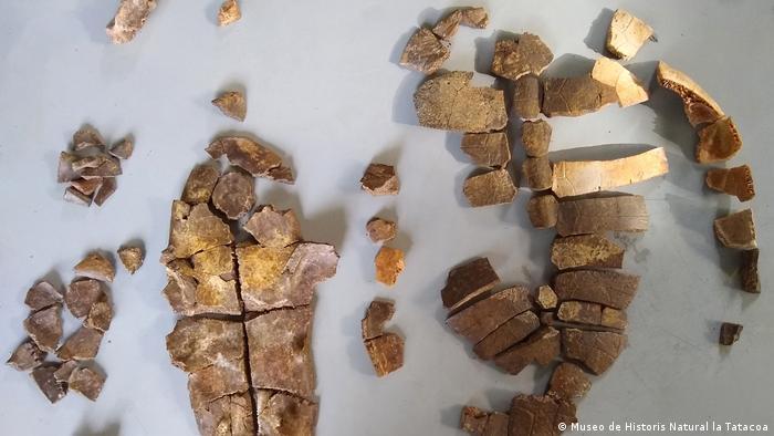 Deutsche Welle - Así fueron encontrados los restos del fósil.