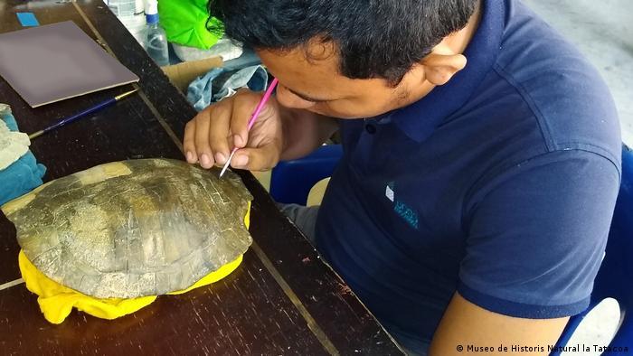 Deutsche Welle - Ruben prepara y estudia el fósil de la tortuga.