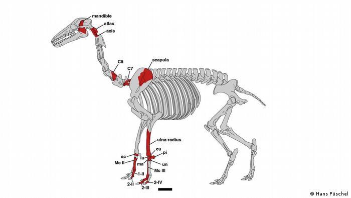Deutsche Welle - En rojo, las partes halladas del Micrauchenia saladensis.