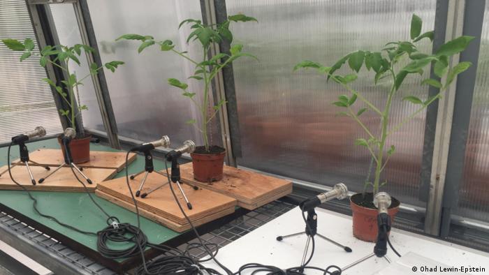 Deutsche Welle - Los científicos grabaron los sonidos de las plantas con micrófonos.