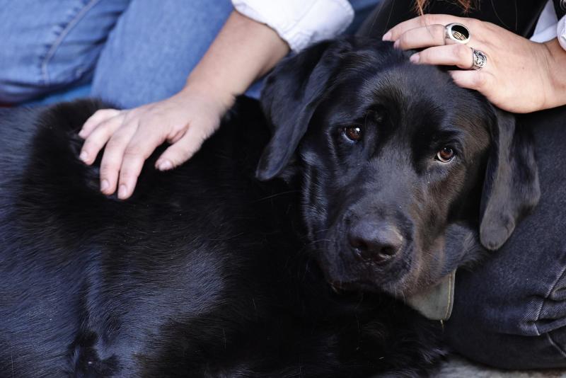 Agencia Uno - Perrito