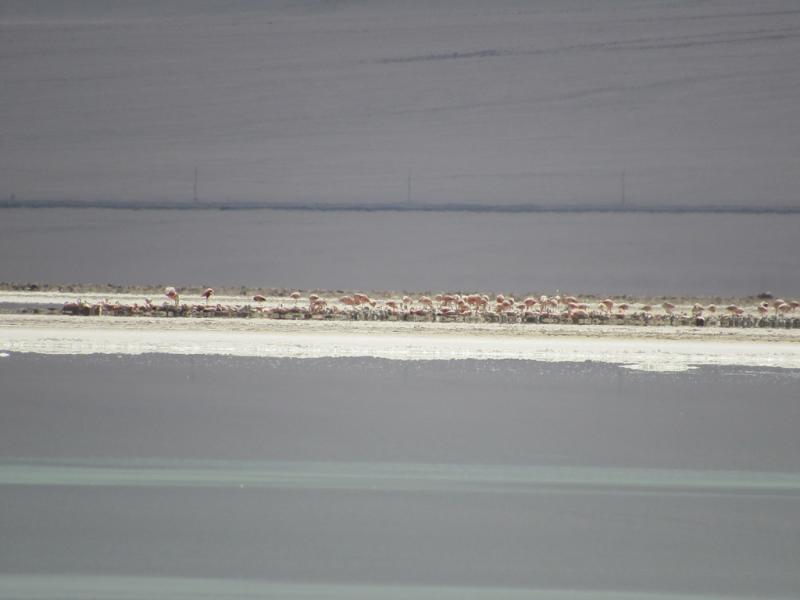 Conaf - Avistamiento de casi 900 flamencos que nacieron en Atacama