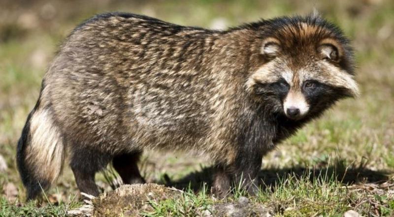 Perro mapache o tanuki