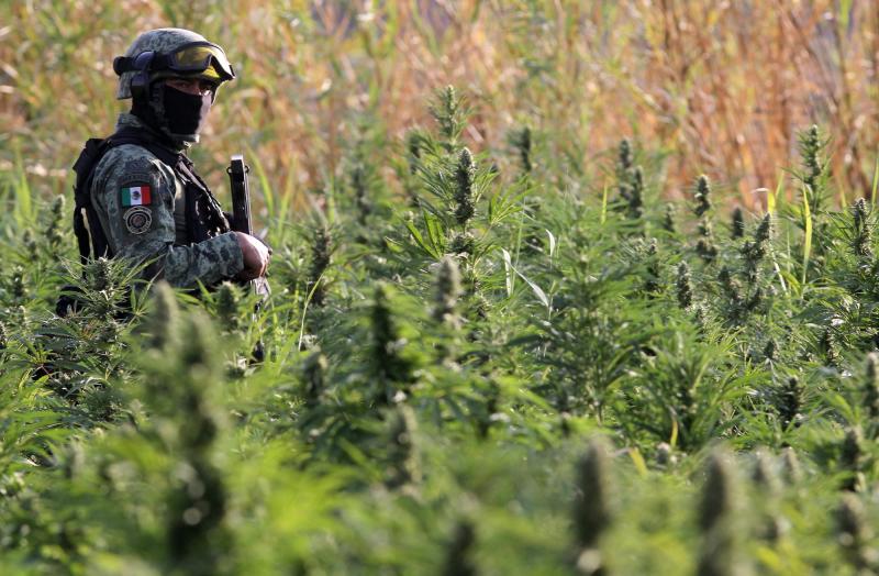 AFP - ¿Por qué el 420 es el número de la marihuana?