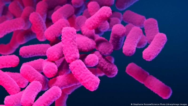 La bacteria Escherichia coli (E. coli).