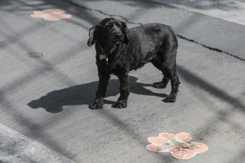 Agencia Uno - Las mascotas no podrán circular libres en espacios comunes