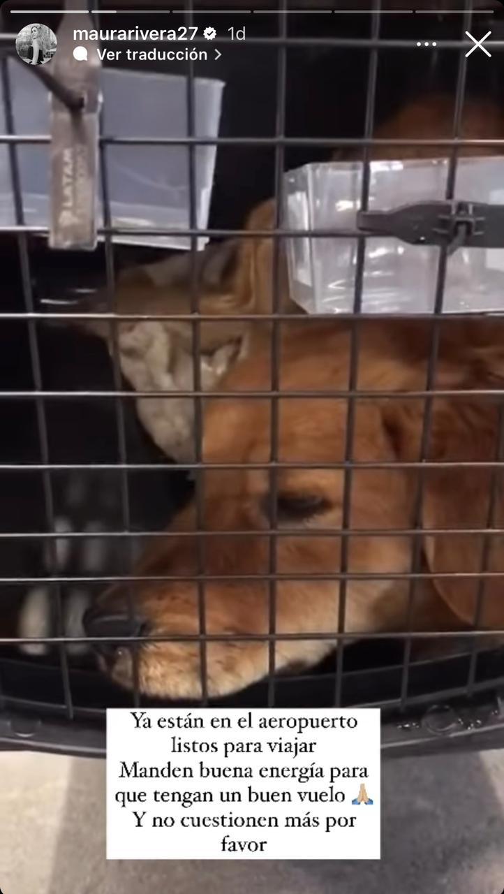 Instagram - Storie de Maura Rivera por sus mascotas