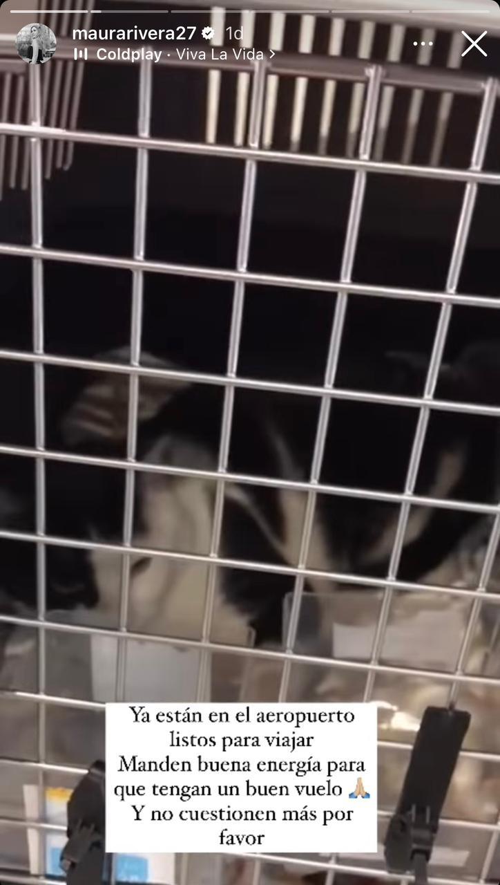 Instagram - Storie de Maura Rivera por sus mascotas