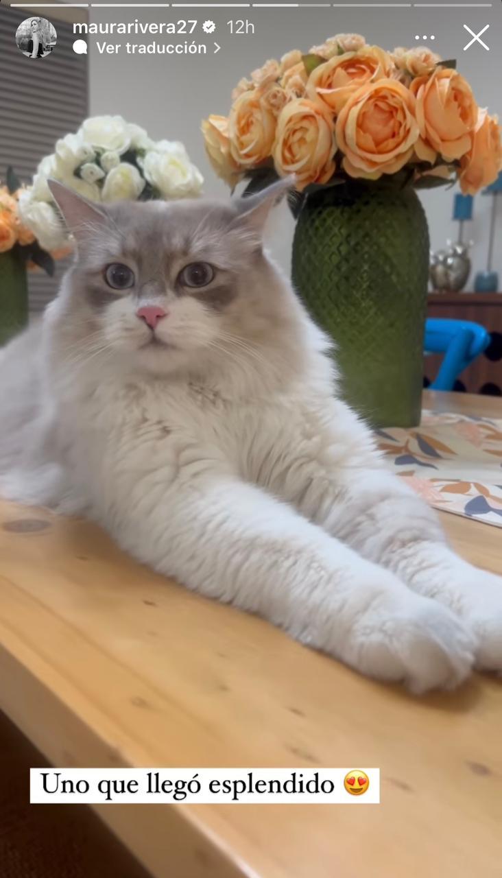 Instagram - Storie de Maura Rivera por sus mascotas