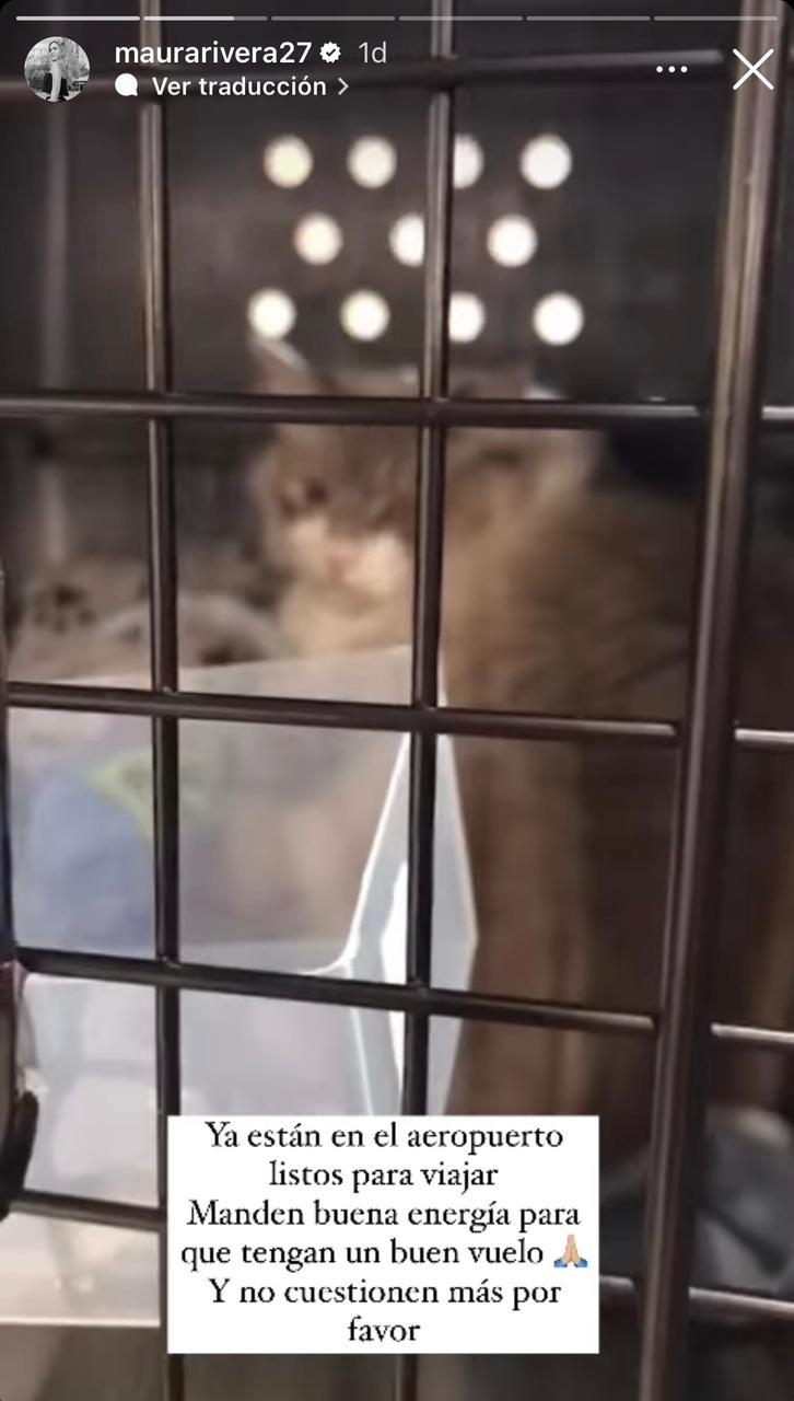 Instagram - Storie de Maura Rivera por sus mascotas