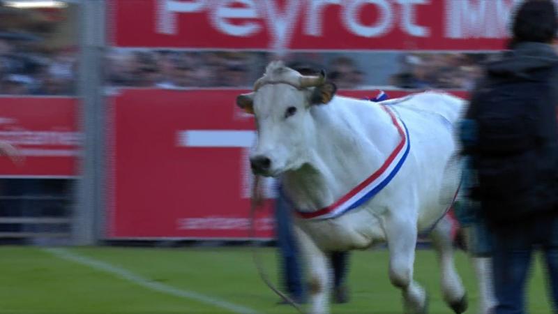 El toro se escapó de sus cuidadores y provocó el temor de los jugadores en pleno partido de Rugby. / Foto: captura