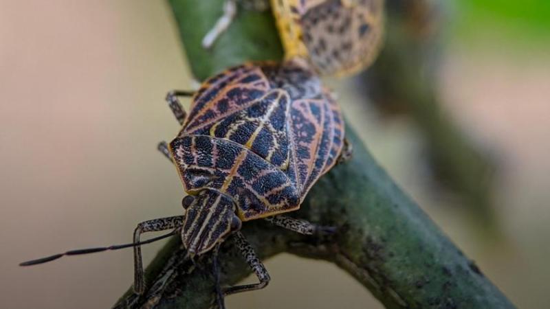 @Muni_LasCondes - Chinches del arce