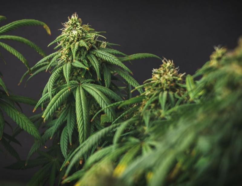 Getty Images (Referencial) - Autocultivo de marihuana