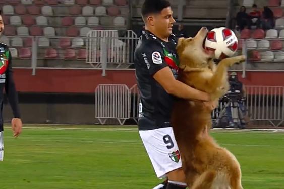 El tierno perro que se robó las miradas en el Curicó vs. Palestino - Captura TNT Sports