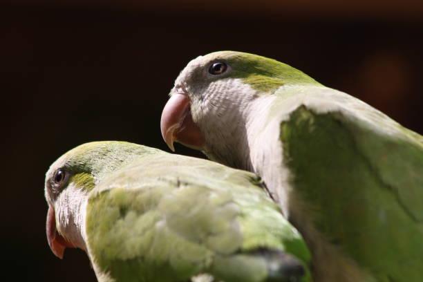 Getty Images - Cotorra argentina, imagen referencial