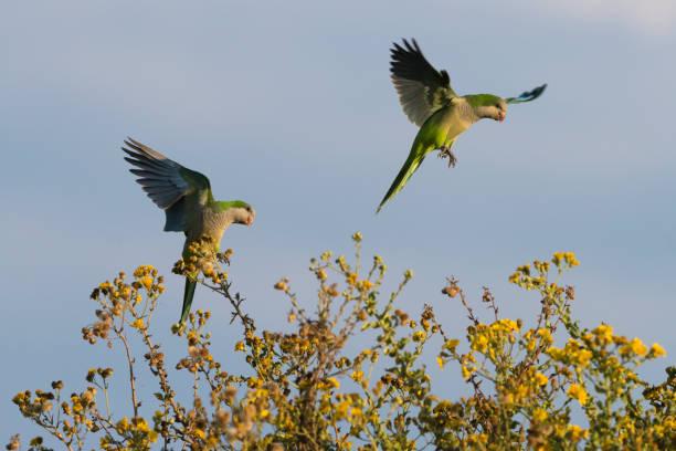 Getty Images - Cotorra argentina, imagen referencial