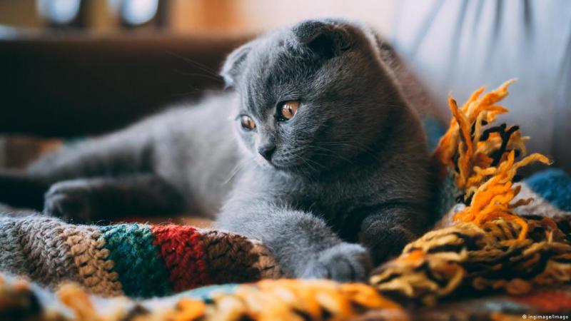 Si amasar es un comportamiento propio de los gatitos, ¿por qué lo sigue haciendo mi gato adulto?