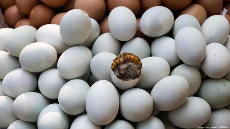 DW - Un huevo con embrión.