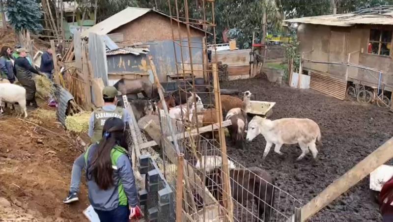 T13 - Matadero ilegal en Cartagena
