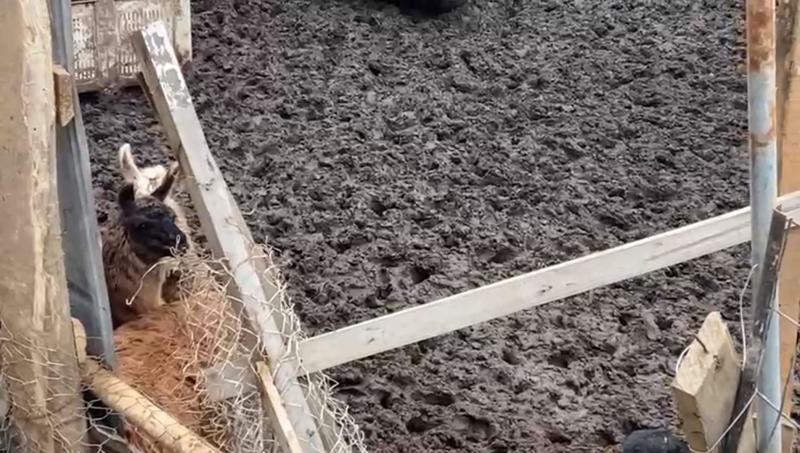 T13 - Matadero ilegal en Cartagena