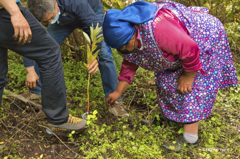 Proyecto de restauración de bosque nativo proporciona beneficios para cerca de 3200 personas