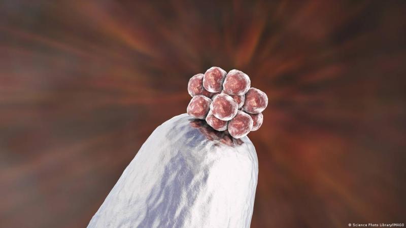 Así se ve un embrión de cinco días sobre la punta de una aguja.