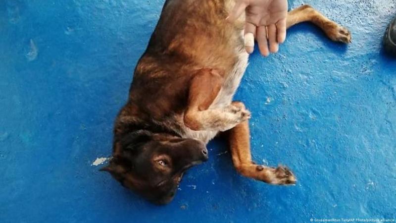 Imagen: Grupomar/Atun Tuny/AP Photo/picture alliance