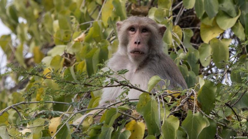 Deutsche Welle - Un macaco macho salvaje sentado sobre un árbol