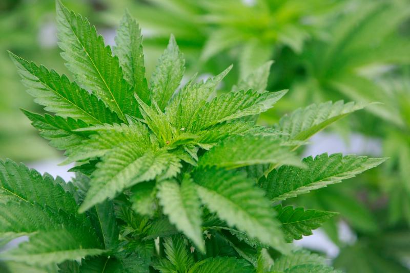 Agencia Uno - Cultivo de Marihuana, referencial