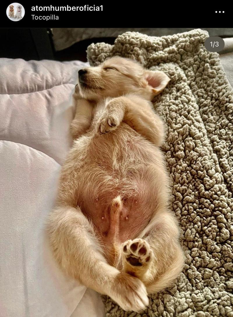 El nuevo integrante de la familia de Alexis Sánchez.