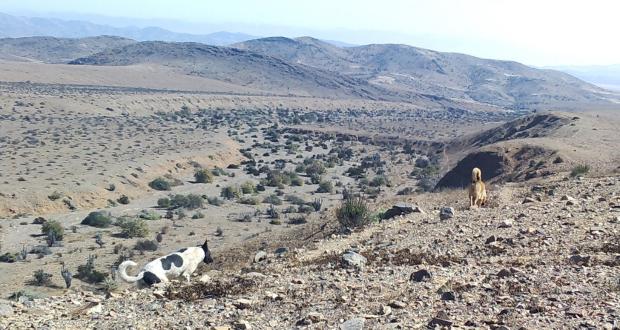 Conaf - perros en zona protegida