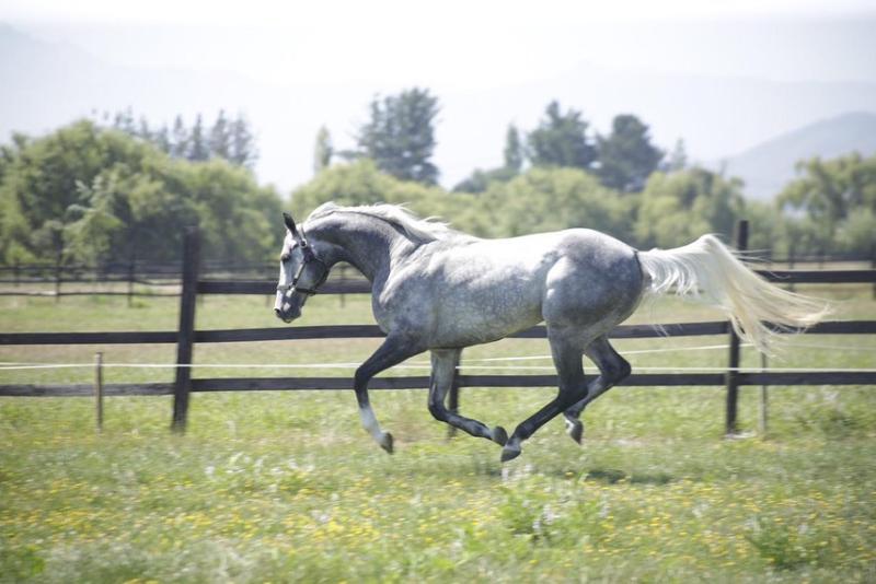 El potro Rotation, uno de los regalones de Arturo Vidal - Créditos: Instagram @haras_ilcampione