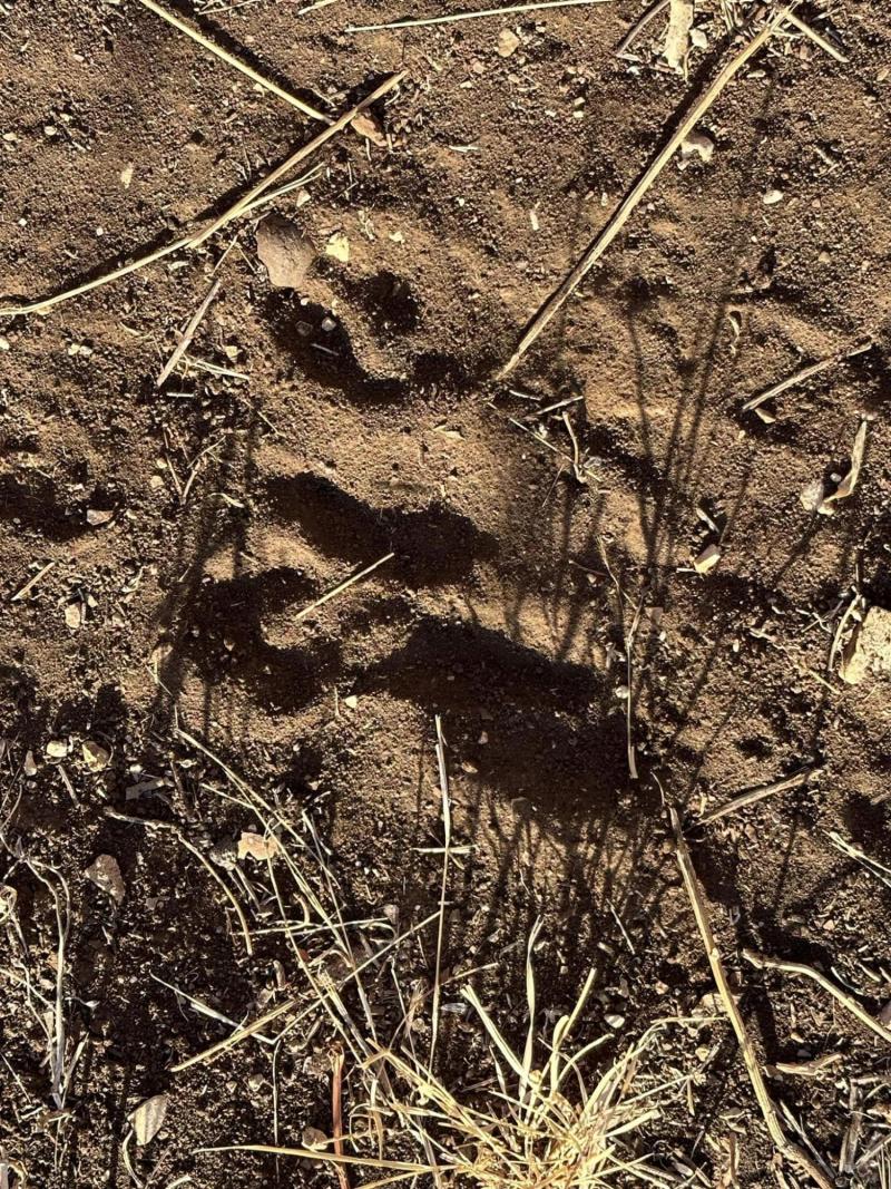 Facebook - Tina Kahlig publicó fotos de una criatura, acusan que es el "Chupacabras"