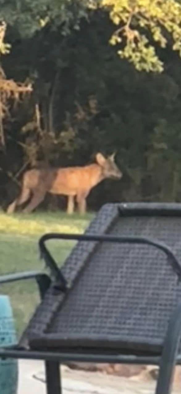 Facebook - Tina Kahlig publicó fotos de una criatura, acusan que es el "Chupacabras"