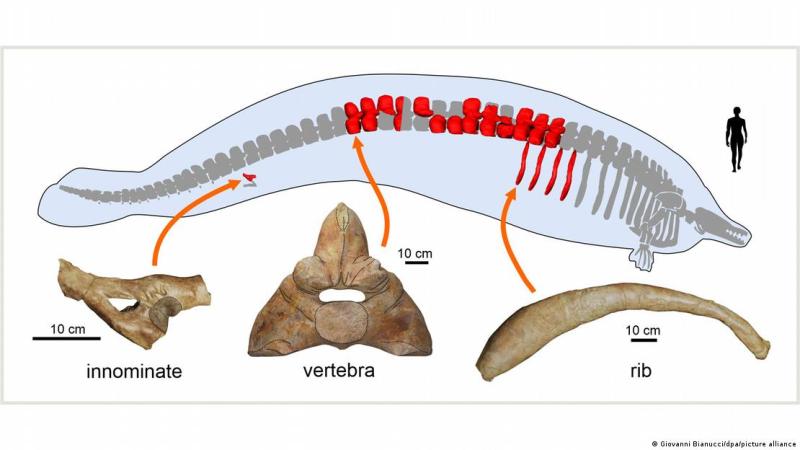 DW - Representación de un esqueleto fósil de una nueva especie de las primeras ballenas (Perucetus colossus).