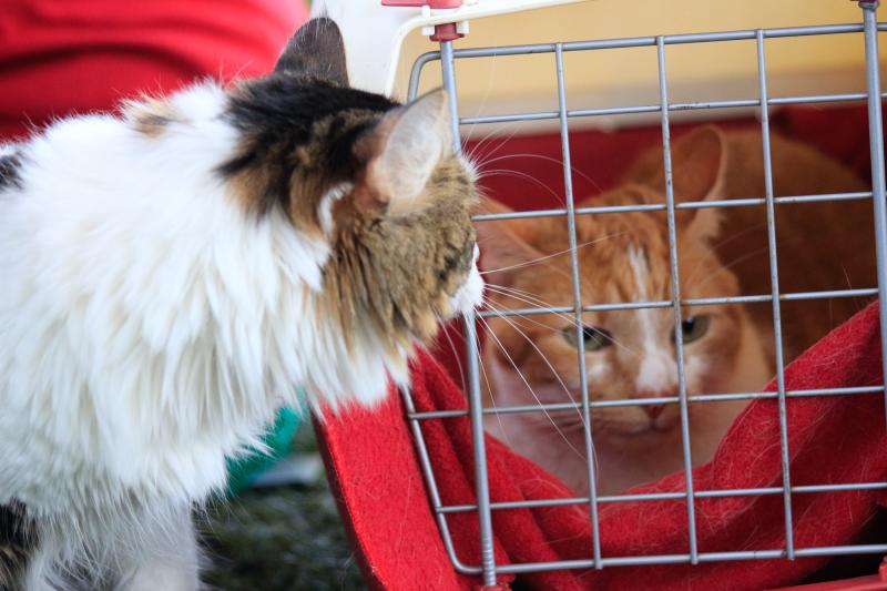 Agencia Uno - Hongo que afecta a gatos (referencial)