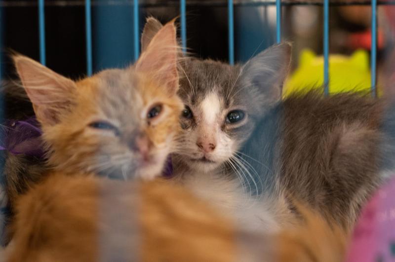 Agencia Uno - Hongo que afecta a gatos (referencial)