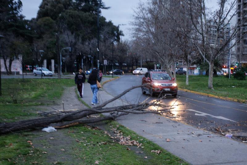 Agencia Uno - Lluvia y caída de árboles en la región Metropolitana
