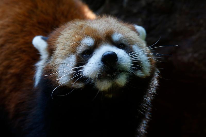 Agencia Uno - Kelú, el primer panda rojo nacido en Chile